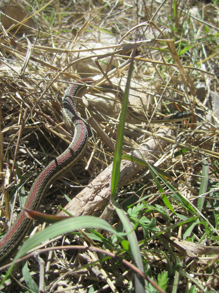 Red-Black Striped Snake (Bothrophthalmus lineatus) · iNaturalist