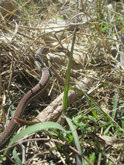 Thamnophis proximus rubrilineatus