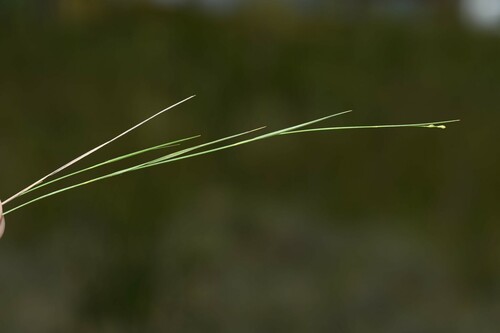 Panicum stenodes