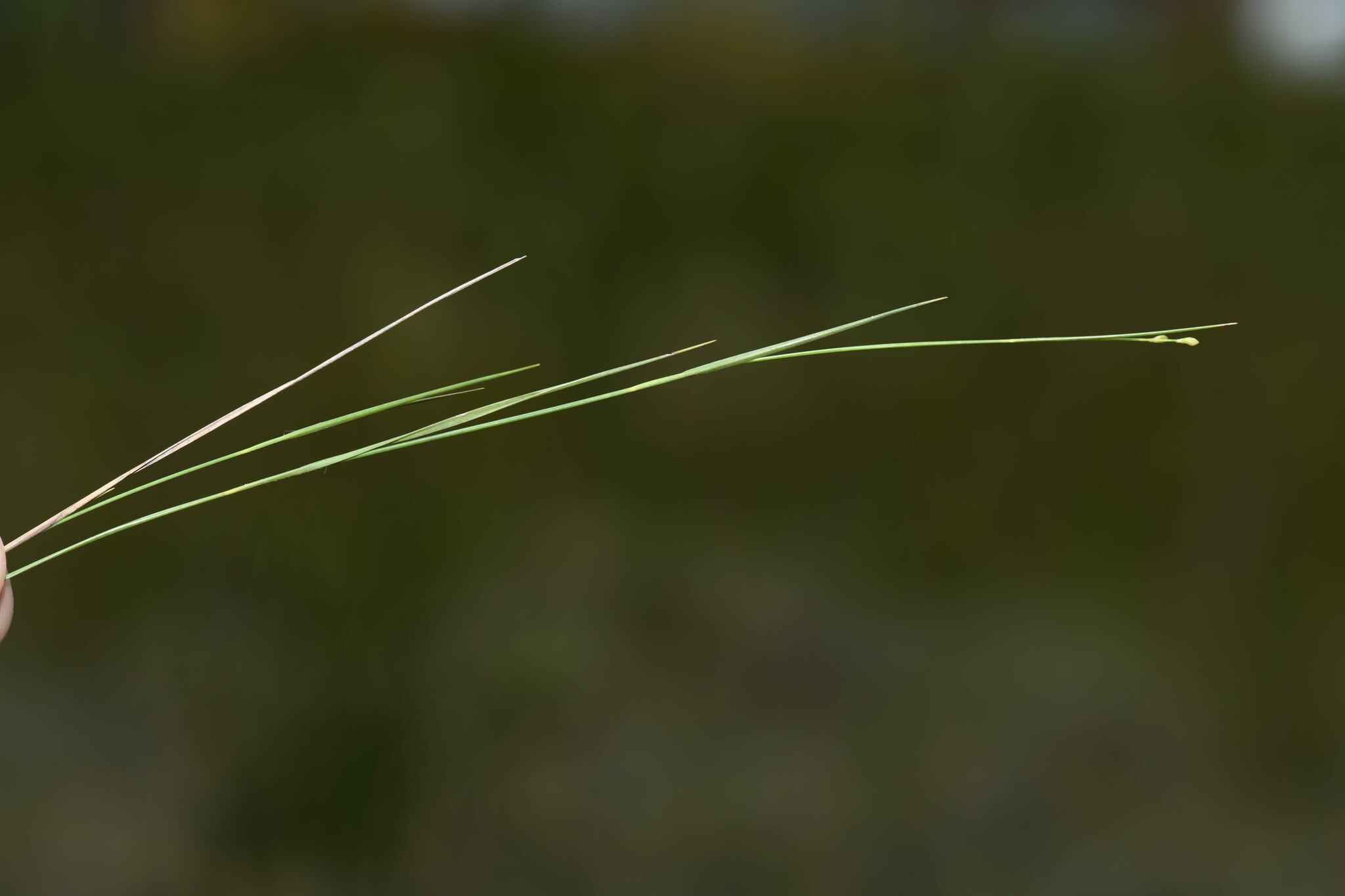 Coleataenia stenodes
