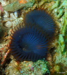 Myxicola