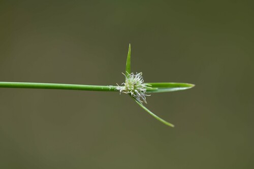 Cyperus obtusatus