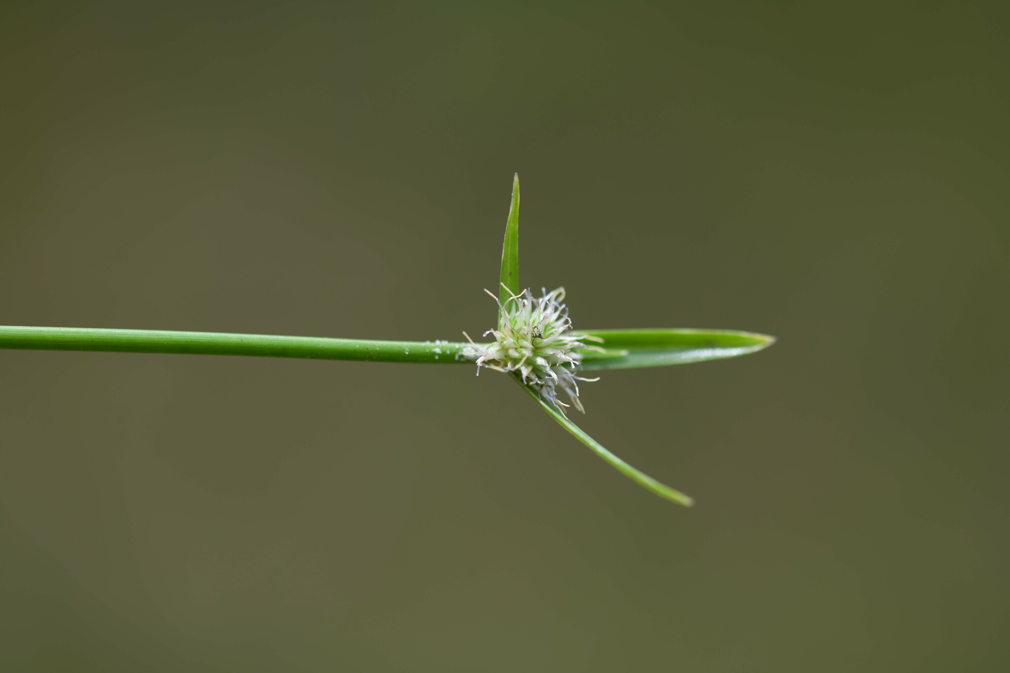Cyperus obtusatus