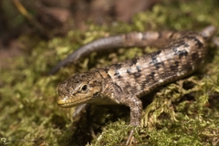 Sierra de Zongolica Arboreal Alligator Lizard photo 4