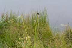 Zephyranthes chlorosolen