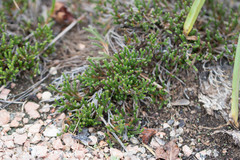 Selaginella corallina