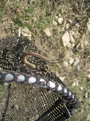 Thamnophis proximus rubrilineatus
