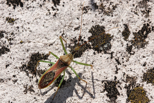 Leafhopper assassin bug