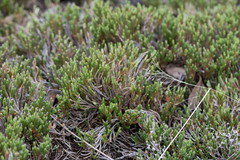 Selaginella corallina