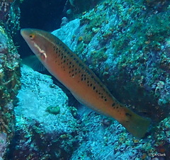 Halichoeres semicinctus