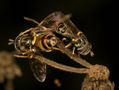 Paragus crenulatus