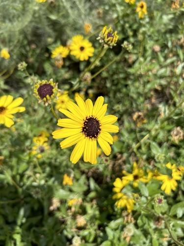 iNaturalist observation photo of California brittlebush
