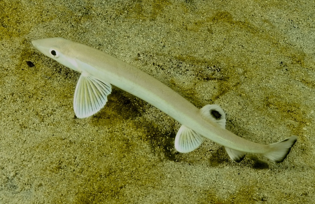 Milkfishes