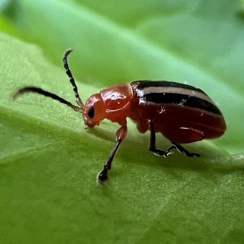 Passionflower Flea Beetle photo 2