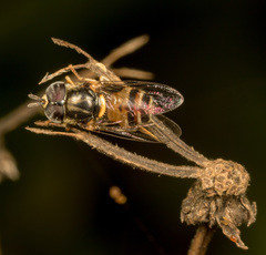 Paragus crenulatus