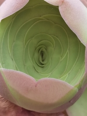 Aeonium diplocyclum image