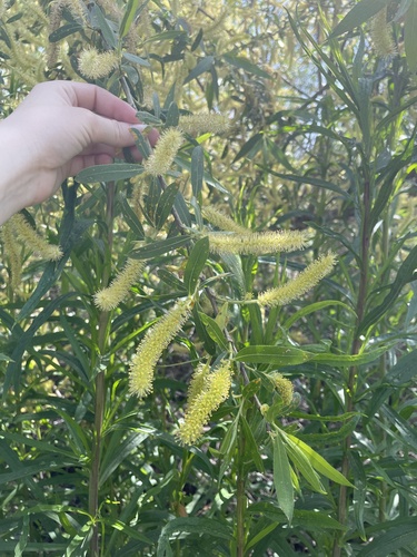 iNaturalist observation photo of Willows