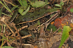 Lithobates sphenocephalus utricularius