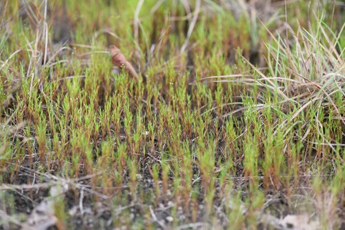 Panicum polycomum
