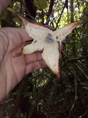 Passiflora rovirosae