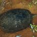 Annam Leaf Turtle - Photo (c) Tommy Hui, some rights reserved (CC BY-NC), uploaded by Tommy Hui