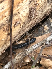 Plethodon grobmani
