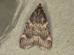Aglossa cacamica