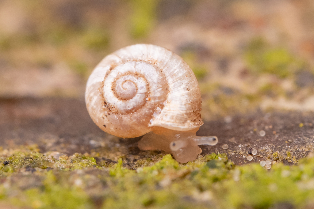 Smooth Grass Snail