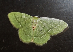 Chlorissa attenuata
