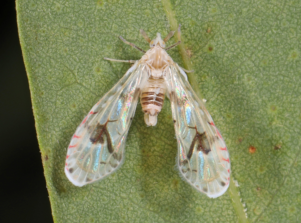 Anotia robertsonii from 14050 Dawson Beach Rd, Woodbridge, VA 22191, USA on September 28, 2018