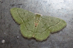 Chlorissa attenuata
