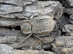 Stenomorpha parallela