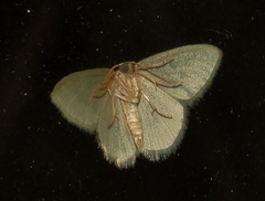 Chlorissa attenuata