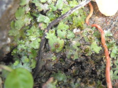 Marchantia foliacea