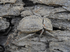 Stenomorpha parallela