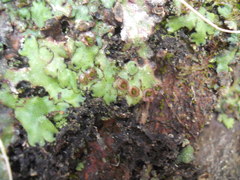 Marchantia foliacea