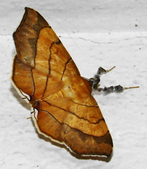 Gracilodes caffra