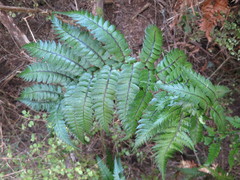 Polystichum wawranum
