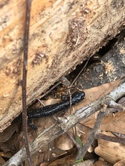 Plethodon grobmani