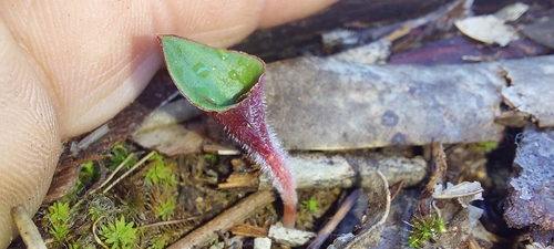 Image of Eriospermum capense by (c) Wessel Pretorius, some rights reserved (CC BY-SA)