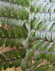 Polystichum wawranum