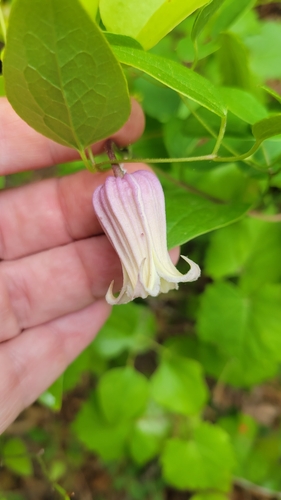 Image of Clematis reticulata by no rights reserved
