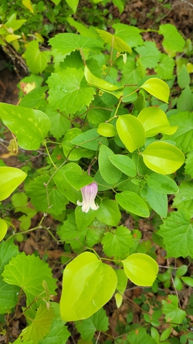 Image of Clematis reticulata by no rights reserved