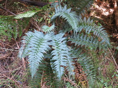 Polystichum wawranum