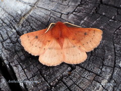 Anthela ferruginosa