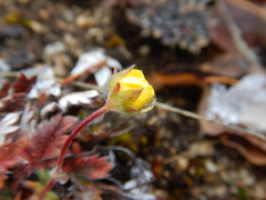 Potentilla arenosa