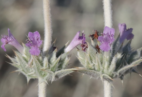 Salvia greatae Brandegee