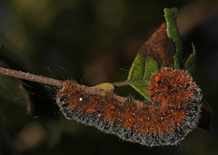 Acronicta hastulifera
