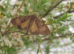 Uresiphita maorialis