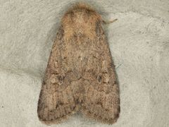 Protorthodes curtica